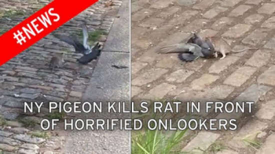 شاهد... معركة طاحنة بين جرذ وحمامة