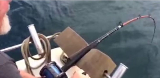 شاهد.. قرش يطمع في سمكة بسنارة صياد