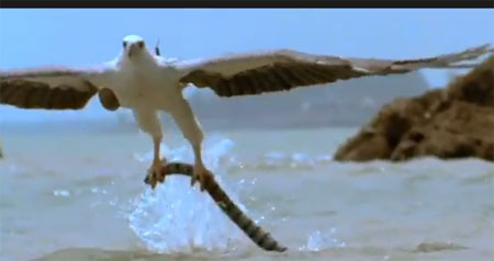 النسر والثعبان السام