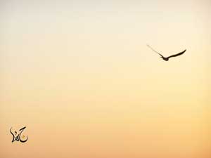 خانك السرب وخانن !