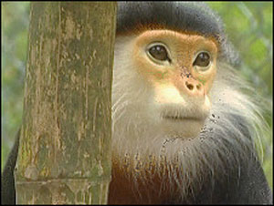 بيع لحوم قرود وتماسيح أفريقية في السوق الأوروبي