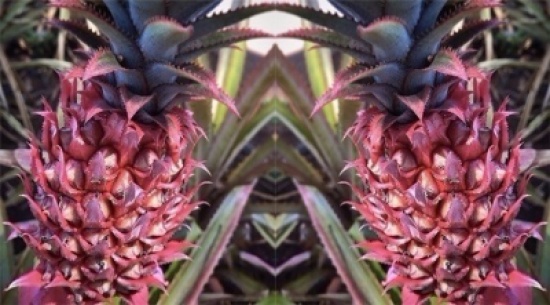 أناناس وردي اللون للمرة الأولى في الأسواق