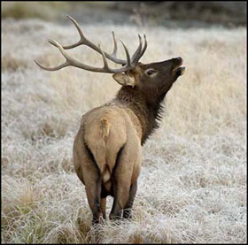 أخصائي للهمس في أذن الحيوانات