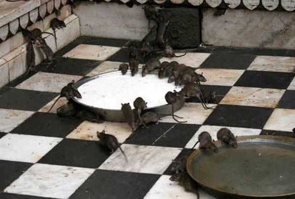 جيش من الفئران يستولي على شقة في ألمانيا