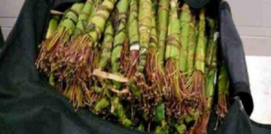 القبض على يمني دوخ الشرطة الأمريكية بالقات (صور)