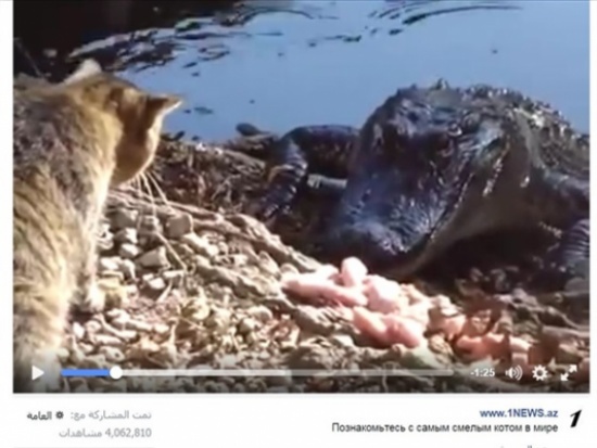 شاهد .. قط شجاع يواجه تمساحًا ضخمًا