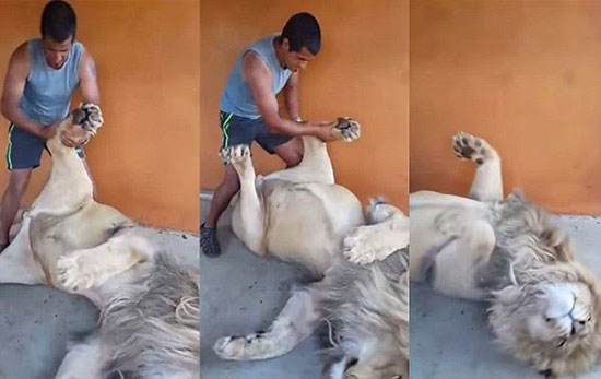 شاهد كيف يتحول أسد إلى قطة في 30 ثانية