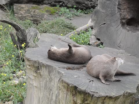 كلب الماء يقذف الحجر ببراعة !