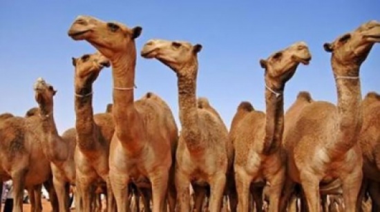 غرامات رادعة لملاك الإبل بالسعودية.. في هذه الحالة! غرامات رادعة لملاك الإبل بالسعودية.. في هذه الحالة!
