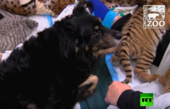 كلبة ترعى 3 أشبال من النمور النادرة بحديقة حيوان في أمريكا !