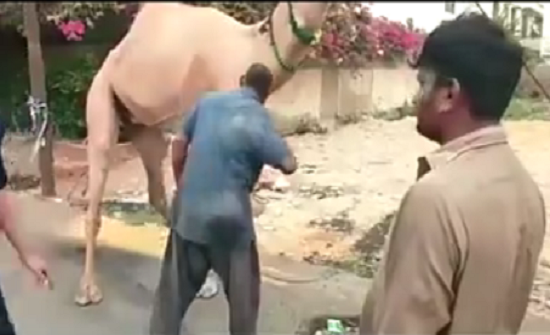 بالفيديو : جمل يسقط رجلًا حاول ذبحه بالضربة القاضية بالفيديو : جمل يسقط رجلًا حاول ذبحه بالضربة القاضية