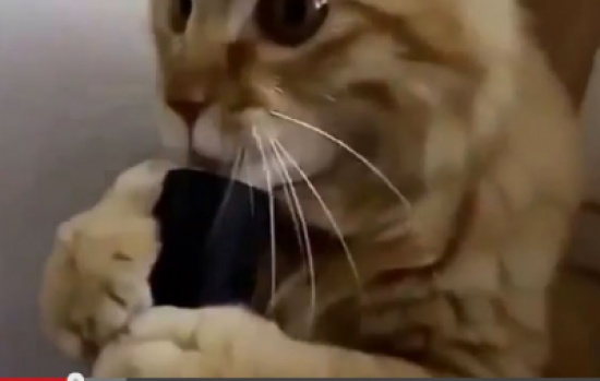 حيوانات مضحكة