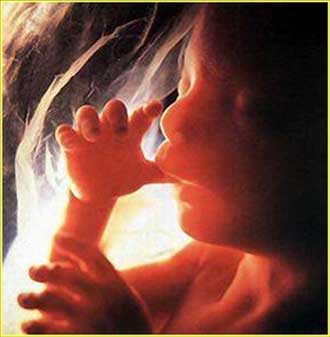 الجنين لا يشعر بالألم قبل الأسبوع الـ24 