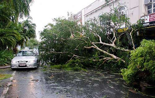 وفاة رضيعة إثر سقوط فرع شجرة عليها في نيويورك