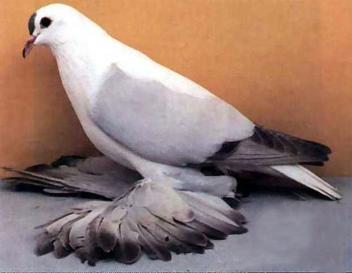 الحمام خطر على الصحة 