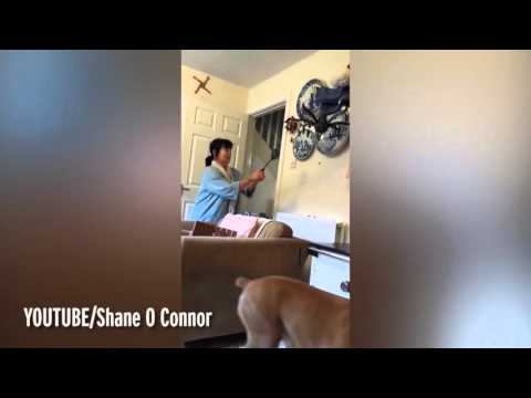 شاهد.. مواجهة مثيرة بين سيدة بريطانية وعنكبوت بمنزلها