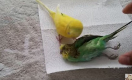 فيديو مؤثر لطائر حزين على موت آخر