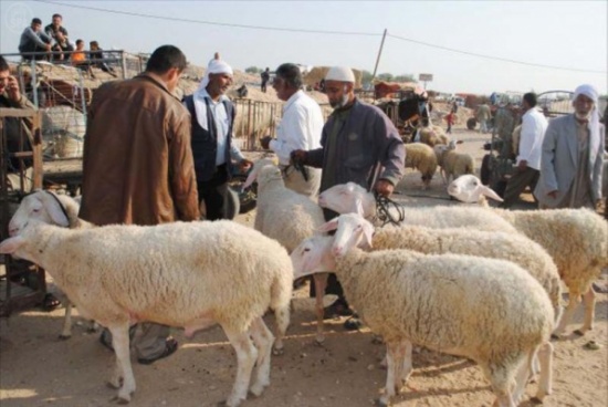 شكاوى من انتشار حظائر المواشي في معان والبلدية تعد بحل المشكلة