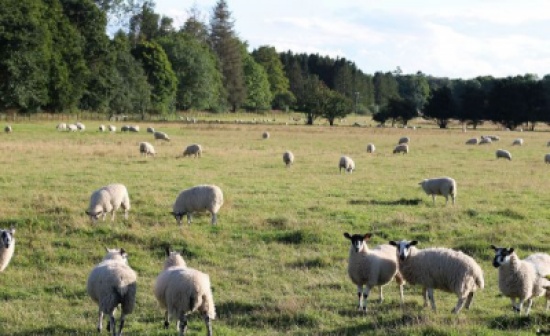 سرقة الأغنام تهدد المزارعين البريطانيين في أرزاقهم