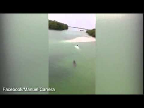 نجاة شاب من قبضة تمساح ضخم