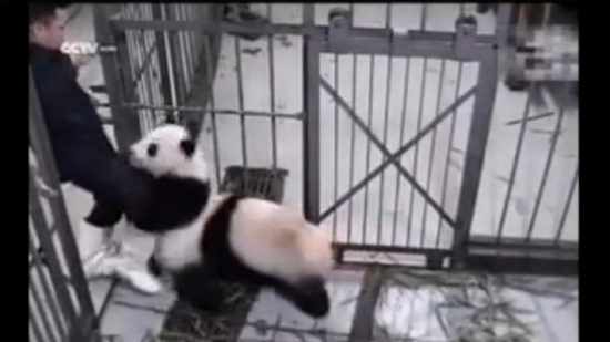 دب الباندا متعلق بشاب يمسكه "بيديه وأسنانه"