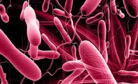 الصحة العالمية: ارتفاع وفيات الكوليرا باليمن إلى 1966