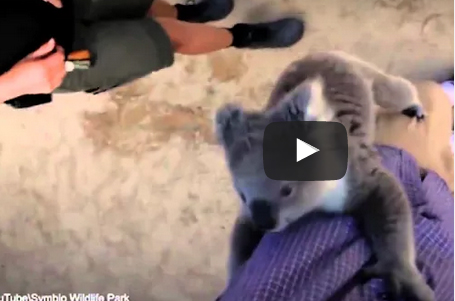 شاهد..  كوالا يتسلق جسد مصور بدلا من الشجرة