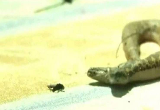 صور| أفعى برأسين تثير الرعب في الهند!