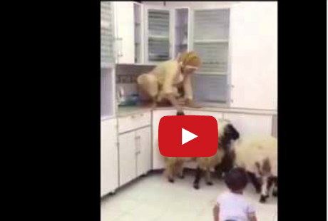 خرفان تقتحم مطبخا وتثير الذعر لدى عاملة فلبينية