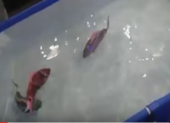 بالفيديو: في اليابان.. أسماك روبوتية تفوق الخيال