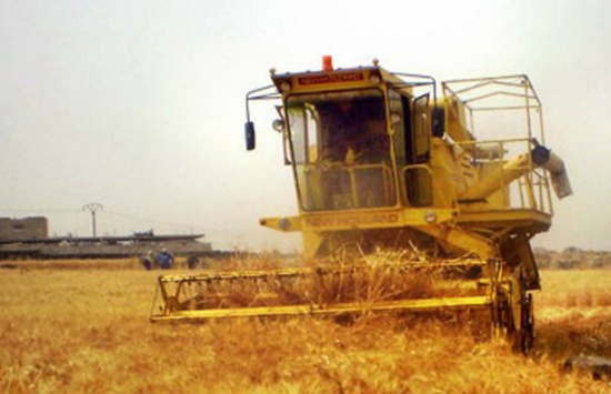 سهول مادبا تفيض بسنابل تستدعي ذاكرة الغياب