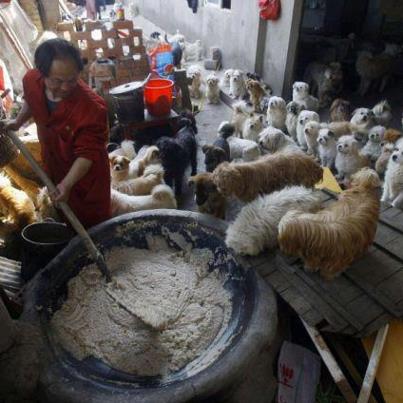 رجل يعيش مع 140 كلب فى منزله ويطعمهم بنفسه  ( صور)