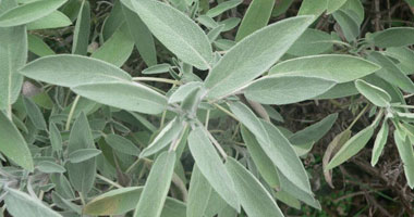 10 فوائد لـ"المرمرية" أهمها محاربة السرطان والزهايمر