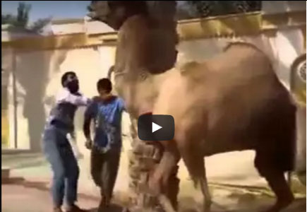 بالفيديو: جمل يهاجم رجل حاول ذبحه
