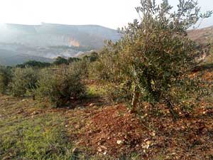 الاباء والاجداد يستعيدون ذكريات الشباب ويحنون الى ايام ( العونة ) 