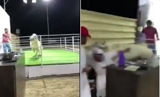 بالفيديو.. تيس يهرب من المزاد بقفزه مفاجئة ويعتدي على ” لجنة التحكيم “ بالفيديو.. تيس يهرب من المزاد بقفزه مفاجئة ويعتدي على ” لجنة التحكيم “