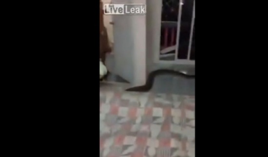 ماذا وجدت هذه الأسرة تحت السرير؟