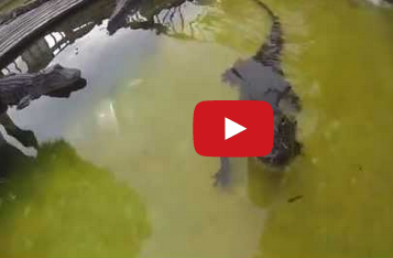 تمساح لا يحب التصوير!