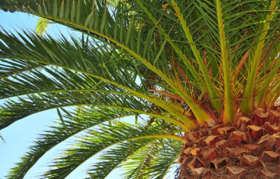 ورشة عن زراعة النخيل في الاردن ورشة عن زراعة النخيل في الاردن