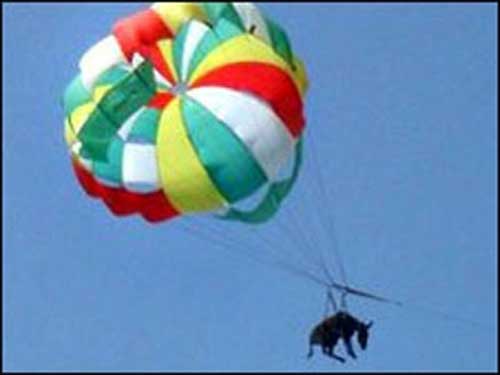 تحقيق في روسيا بشأن " حمار مظلي " 