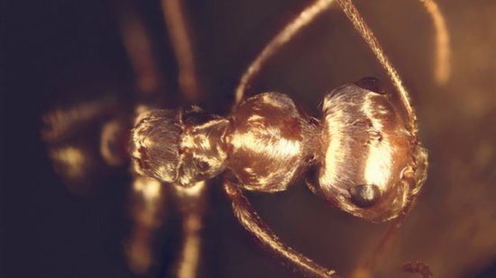 شعر نمل الصحراء يصد دراجات حرارة قاتلة