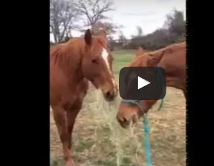 شاهد.. «رومانسية الحيوانات» حصان يقدم الطعام لحبيبته