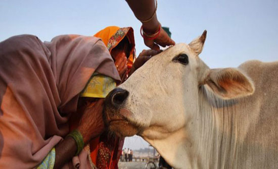 الهند.. ضرب مسلم حتى الموت بسبب شائعة عن ذبح بقرة