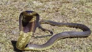 شاهد.. كوبرا يهجم على حارس حاول إطعامه