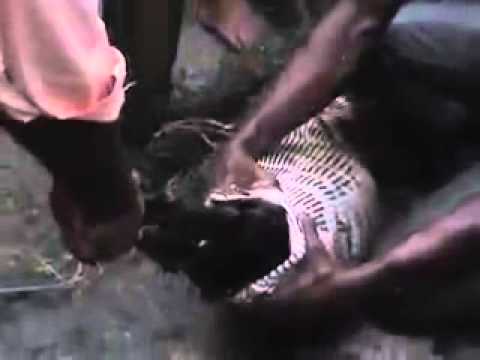 إاستخراج عنزة من بطن أناكوندا عملاقة