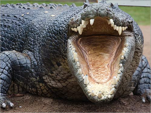 تايلندية تنتحر بتقديم نفسها وجبة لـ 1000 تمساح