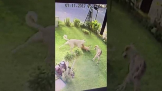 بالفيديو- لن تصدق ما فعلته كلاب ضالة في حديقة منزل !