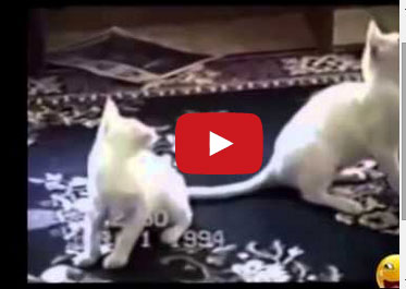 فيديو مضحك للقطط