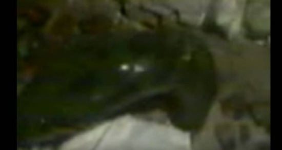 فيديو|ربى ثعبان في بيته وفجاة قام بعضه ومات … وبعد دفنه كانت المفاجأة !!