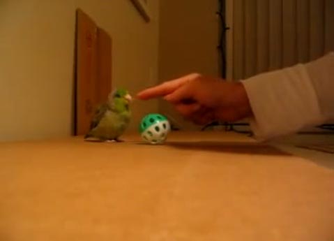 ببغاء مستمتع باللعب بالكرة